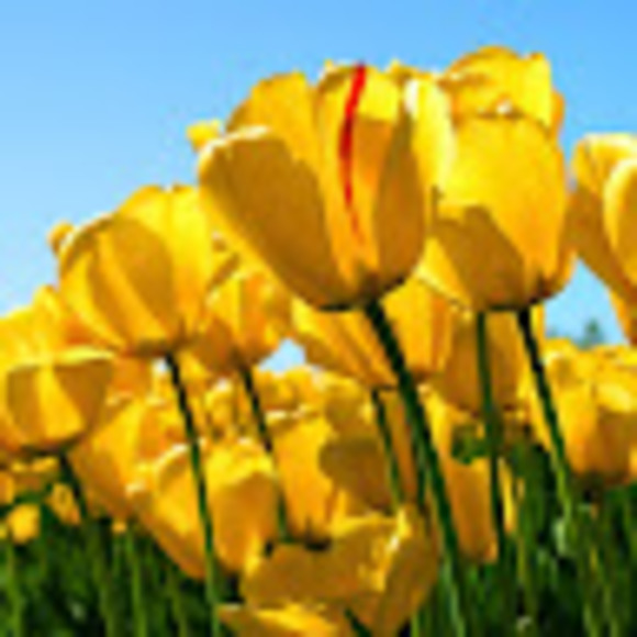 Meet your Posher, T. - Picture 1 of 1